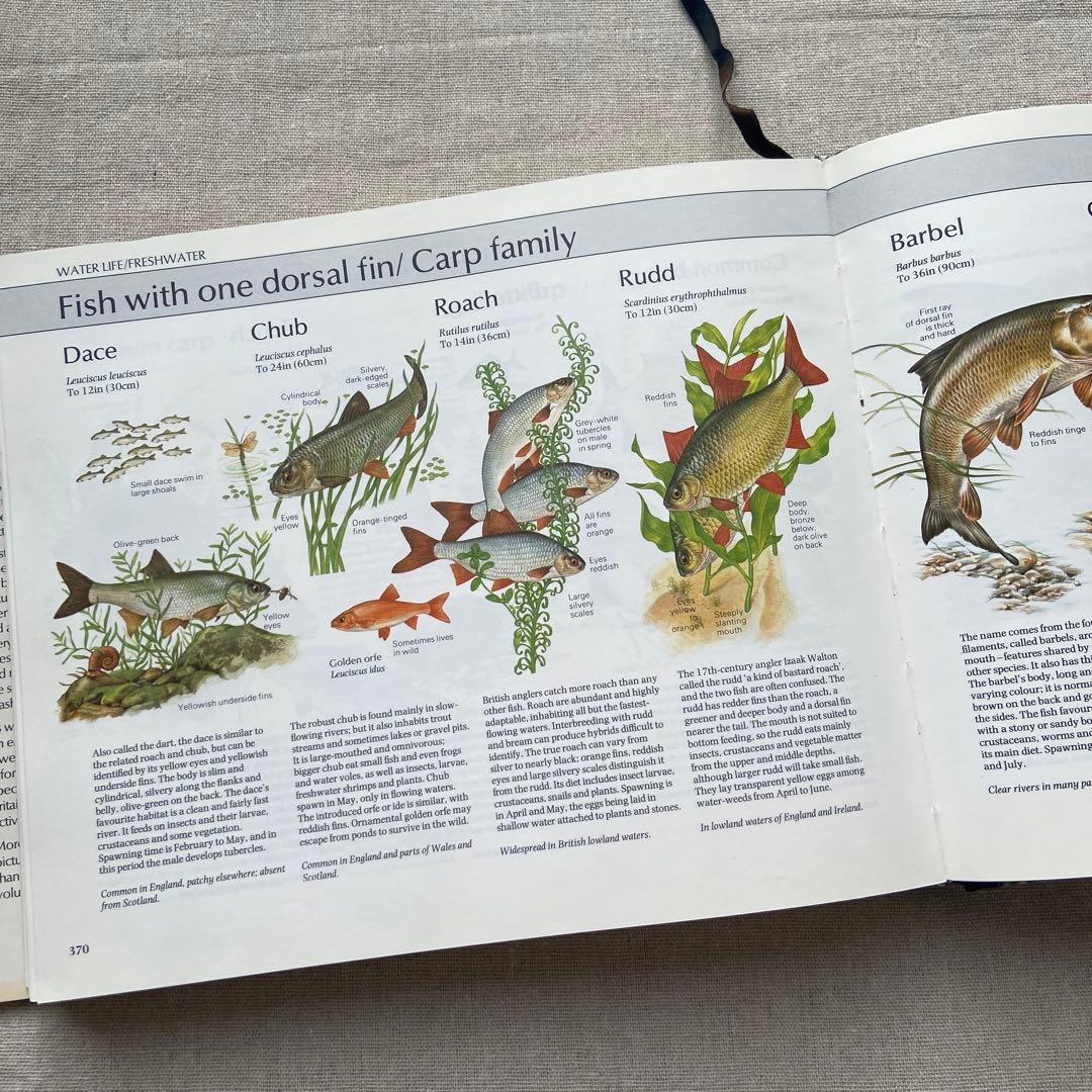【ヴィンテージ洋書】植物図鑑　英語図鑑　アンティーク　古本　ジャンクジャーナル