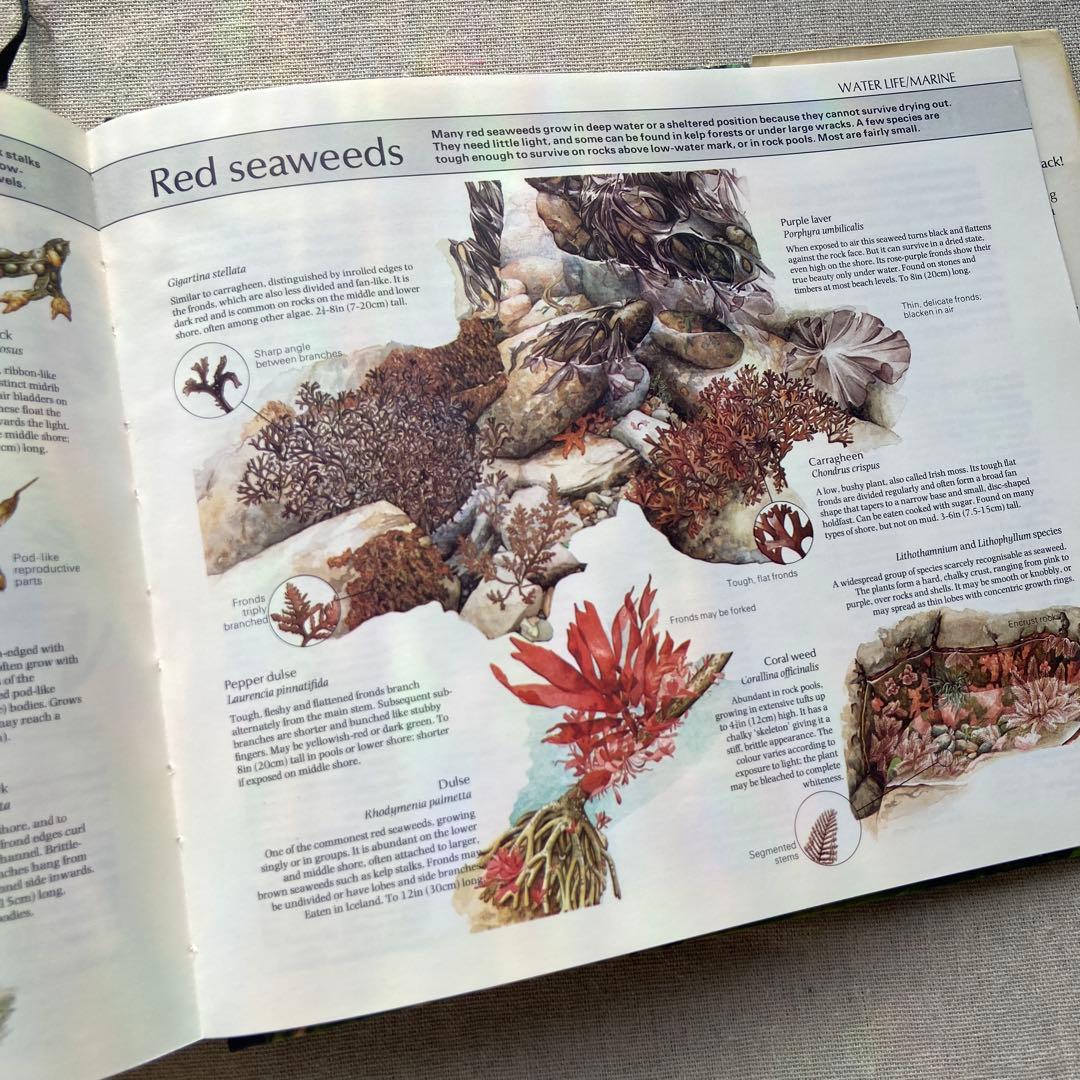 【ヴィンテージ洋書】植物図鑑　英語図鑑　アンティーク　古本　ジャンクジャーナル