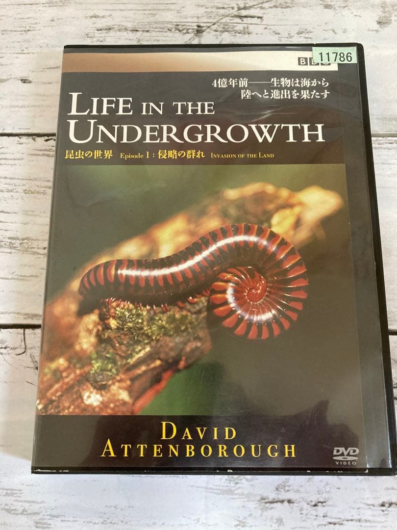 BBC 昆虫の世界　DVD 2枚セット　ライフインザアンダーグラウス