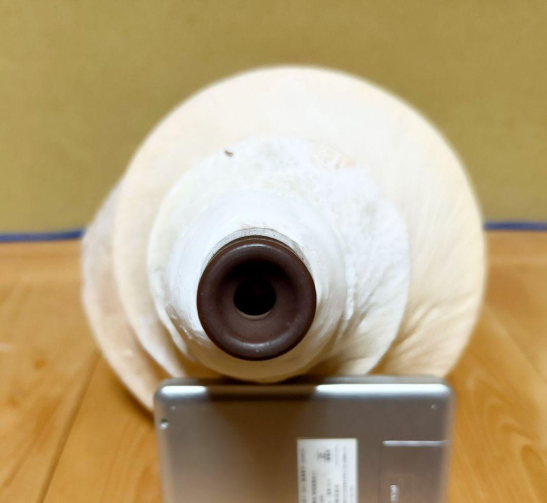 ryohan 特大肉厚50.5㎝アラフラオオニシ法螺貝　ほら貝　ホラガイ