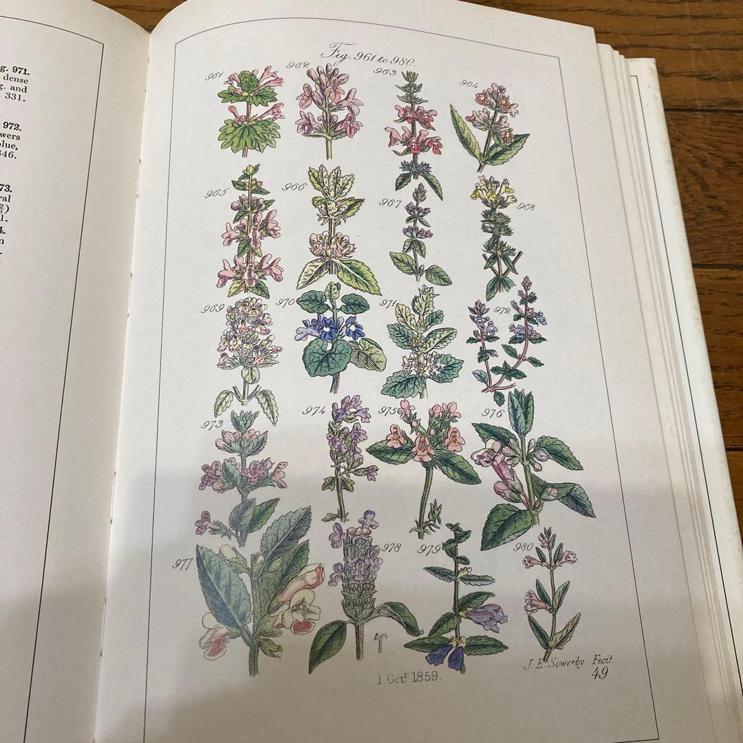アンティークWILD  FLOWERS  by  John Ｅ. Sowerby