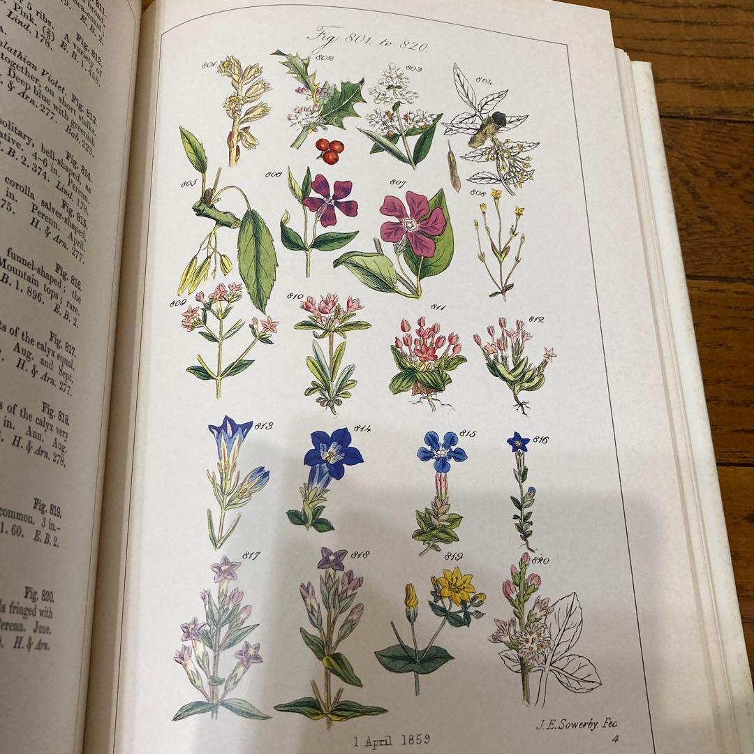 アンティークWILD  FLOWERS  by  John Ｅ. Sowerby