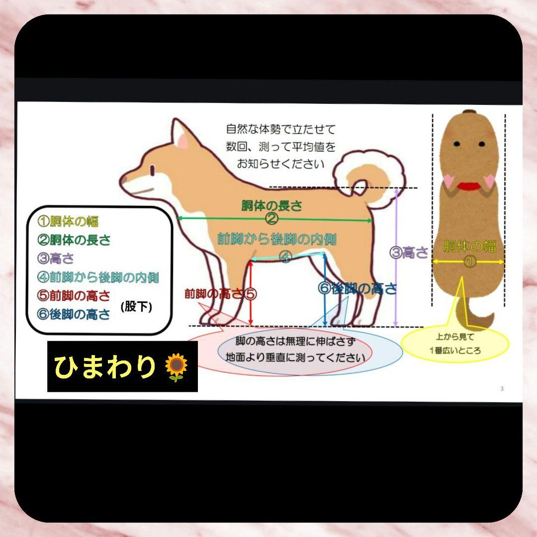 mahoto　M.シュナウザー4輪　リハビリ　犬用車椅子　介護　犬の歩行器