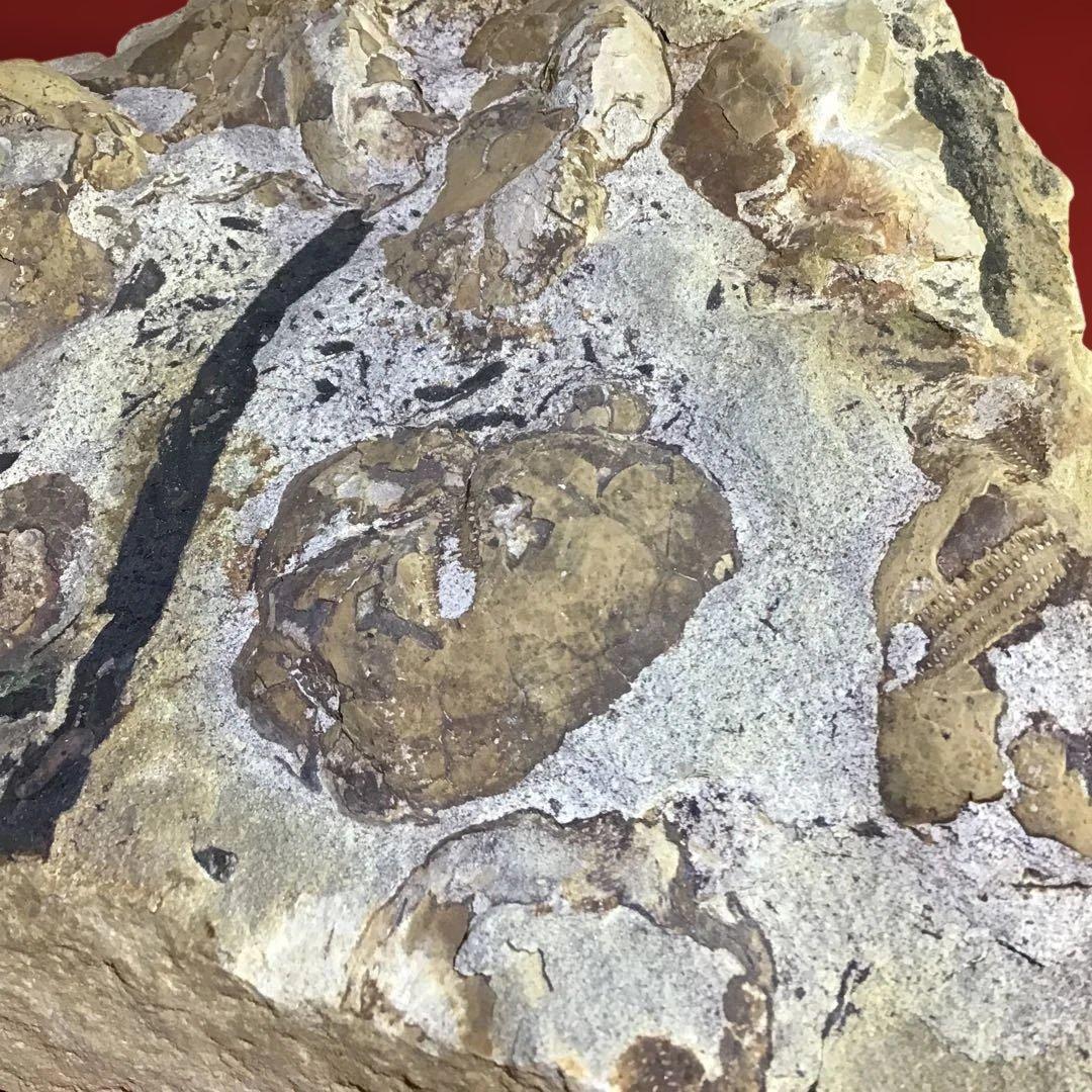 化石　海洋生物　イソギンチャク他　　　　玄5