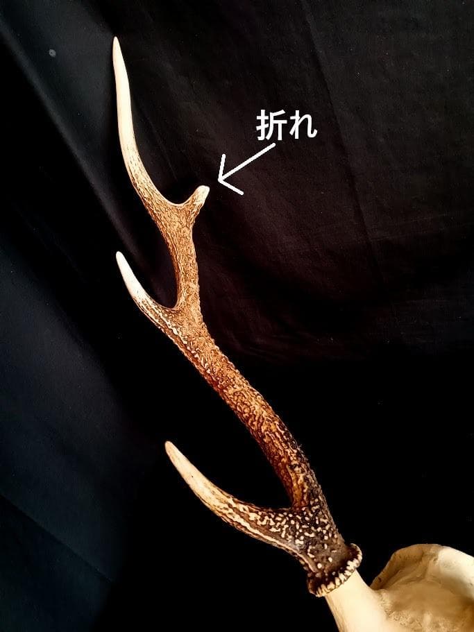 【お買い得　DIY組み立て用　角付き頭骨標本】　種名ニホンジカ♂　４７Kg