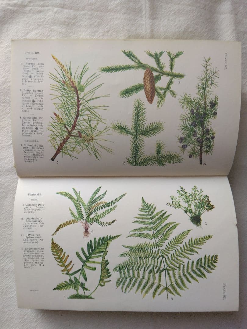 週末Sale❁洋書古書 レア 植物図鑑 フランス 植物学者ガストン・ボニエ
