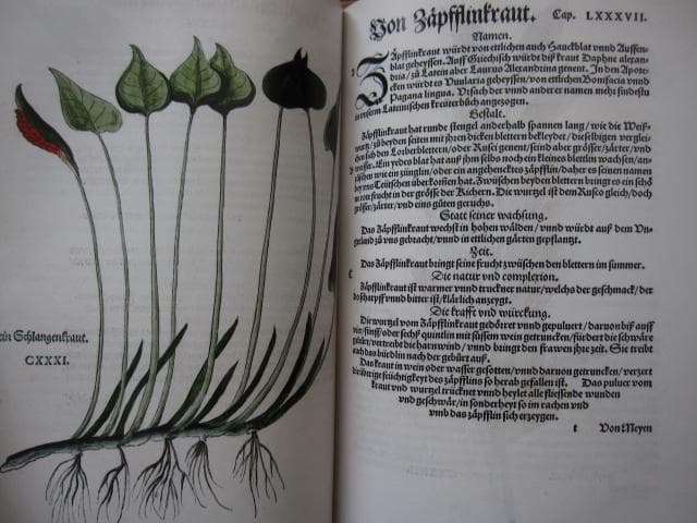アート・デザイン・音楽 Leonhart Fuchs : The New Herbal of 1543