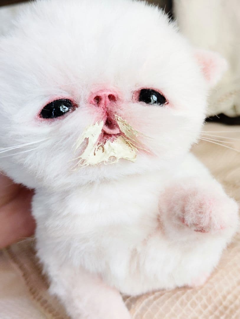 生後10日♡エキゾ子猫ちゃん♡ママ〜ミルクちょうだい♡アートドール♡ぬいぐるみ♡