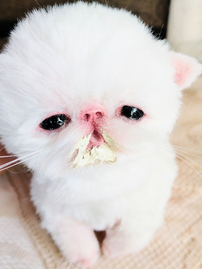 生後10日♡エキゾ子猫ちゃん♡ママ〜ミルクちょうだい♡アートドール♡ぬいぐるみ♡
