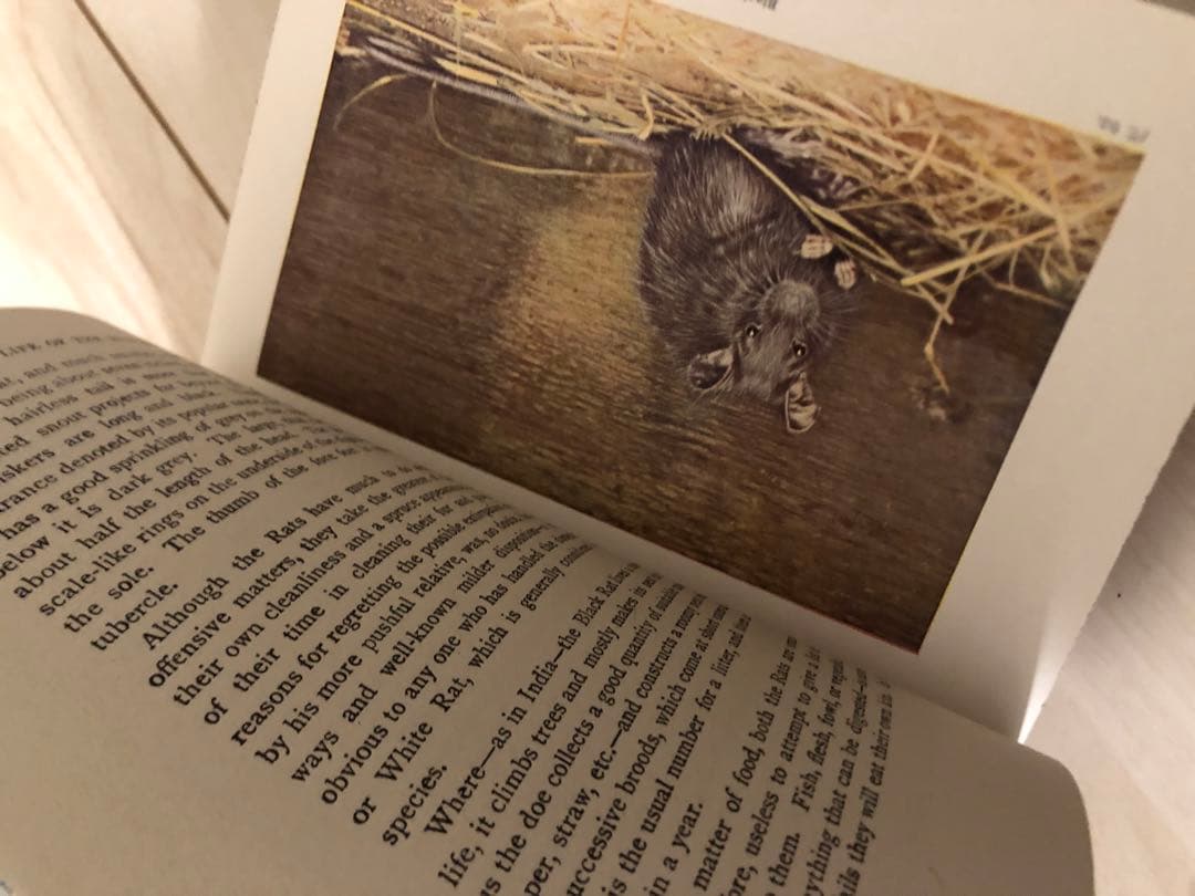 希少　洋書　1942年　古書　Animal Life Of The