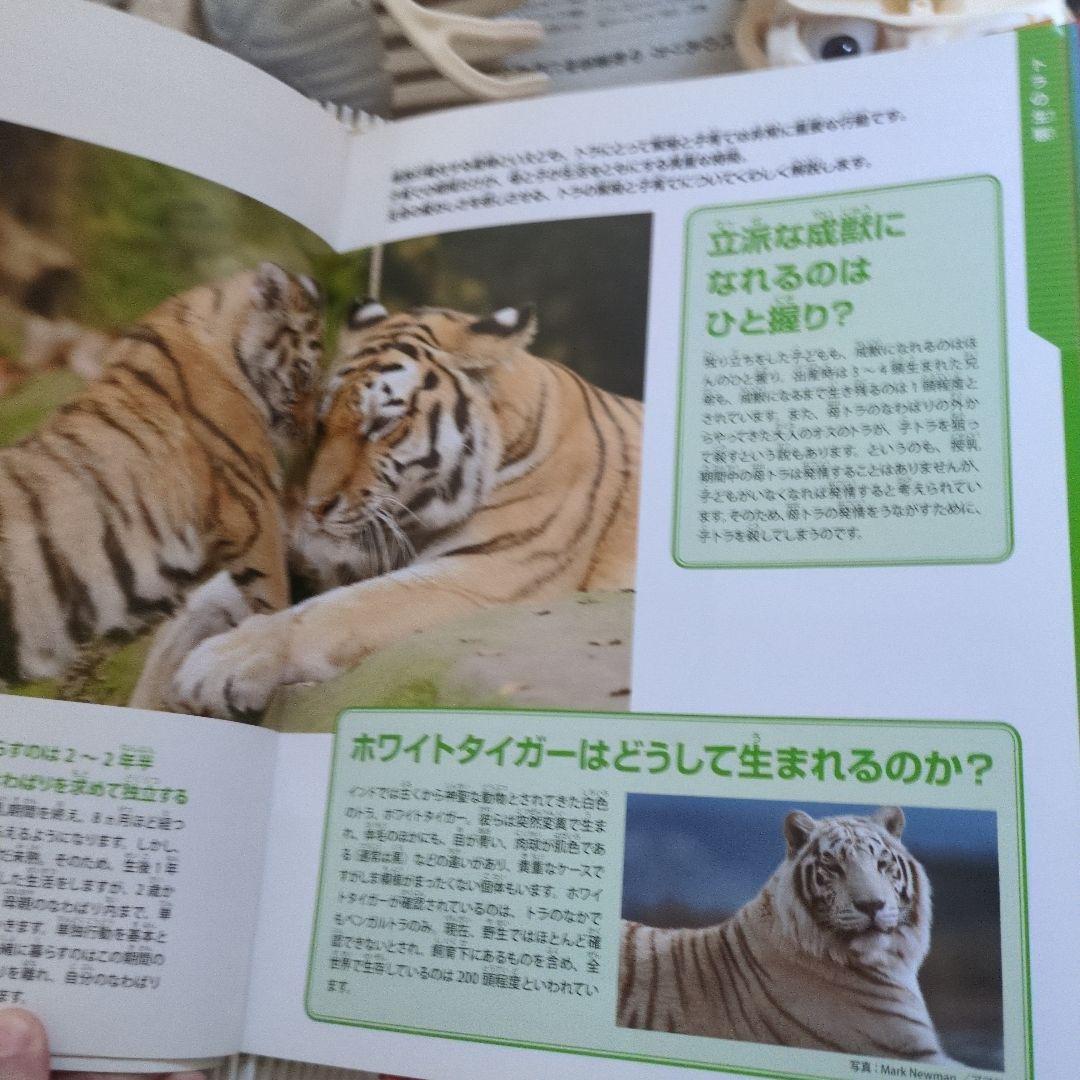 体のふしぎ 八冊セットとその他グッズ 10万円以上使われてると思います