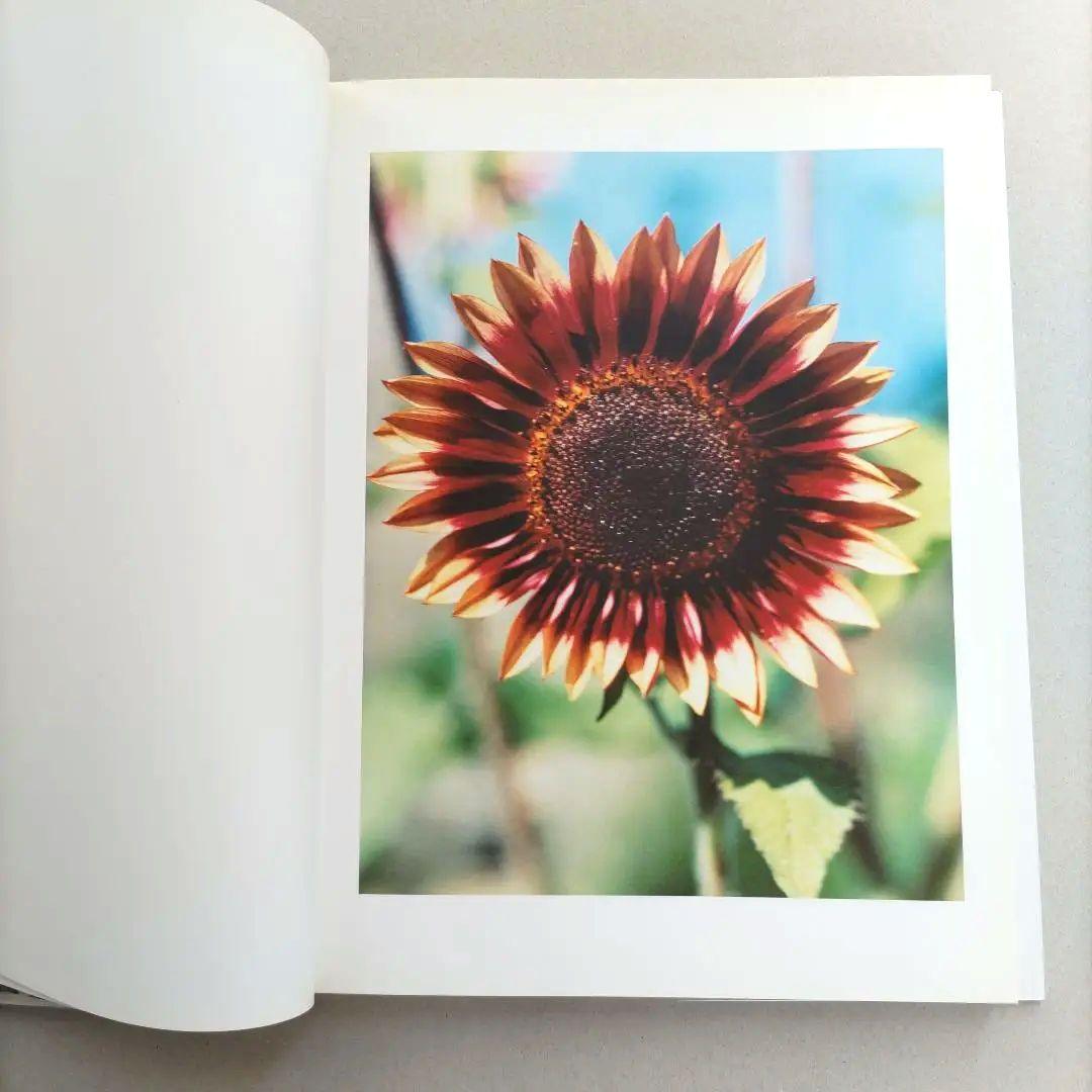 thomas struth:Dandelion Room/写真集 作品集 洋書