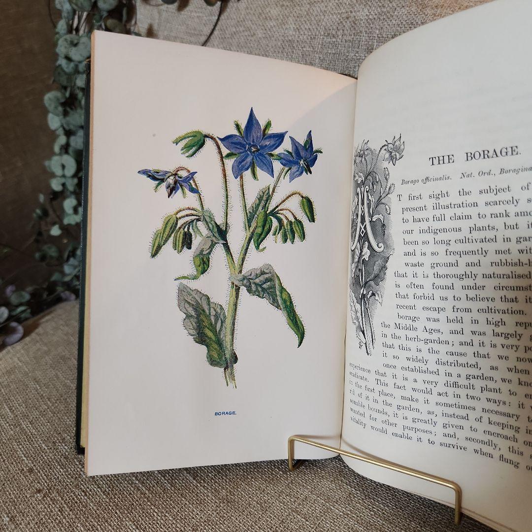 植物図鑑　洋書　古書　アンティーク　Familar Wild Flowers①
