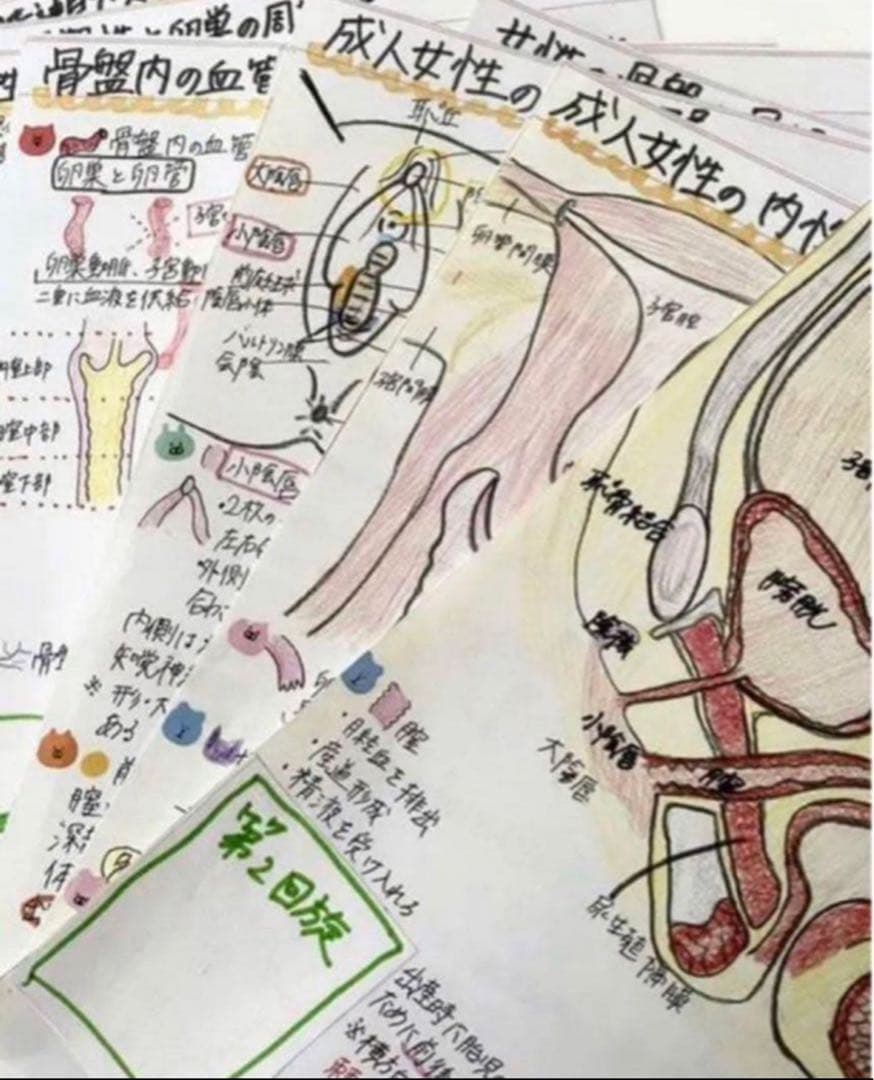 助産師　助産学生　看護師　看護学生　妊娠期　分娩期　産褥期フィジカルアセスメント
