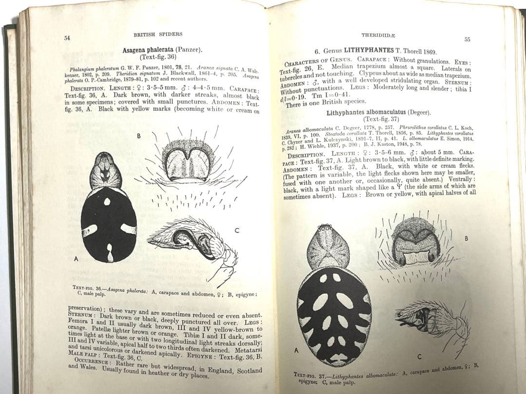 ⭕️新価格⭕️★BRITISH SPIDERS I・IIイギリスの蜘蛛図鑑