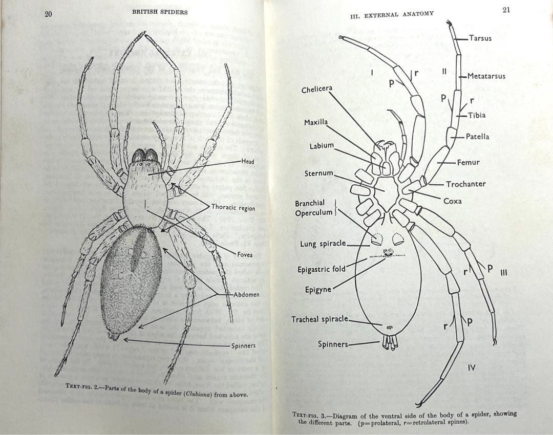 ⭕️新価格⭕️★BRITISH SPIDERS I・IIイギリスの蜘蛛図鑑