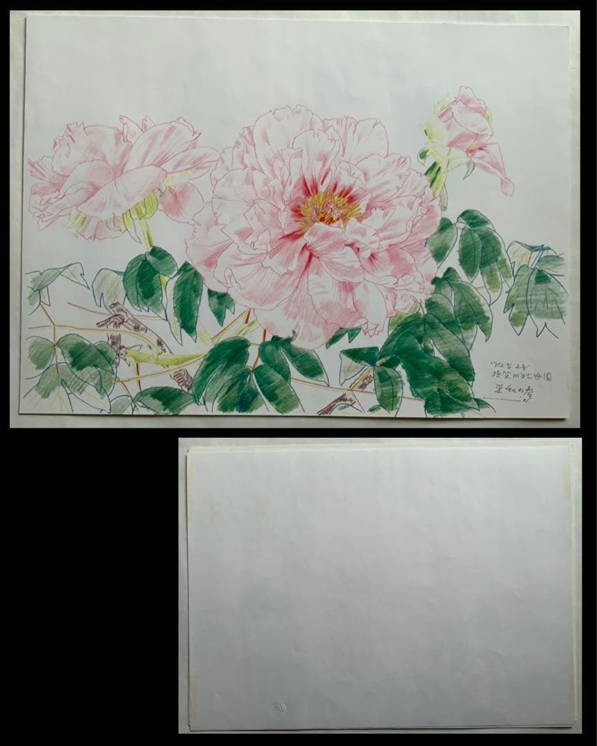 『中島千波 花の写生 12葉』求龍堂　桜　牡丹　鉛筆と色鉛筆だけのデッサン　大型
