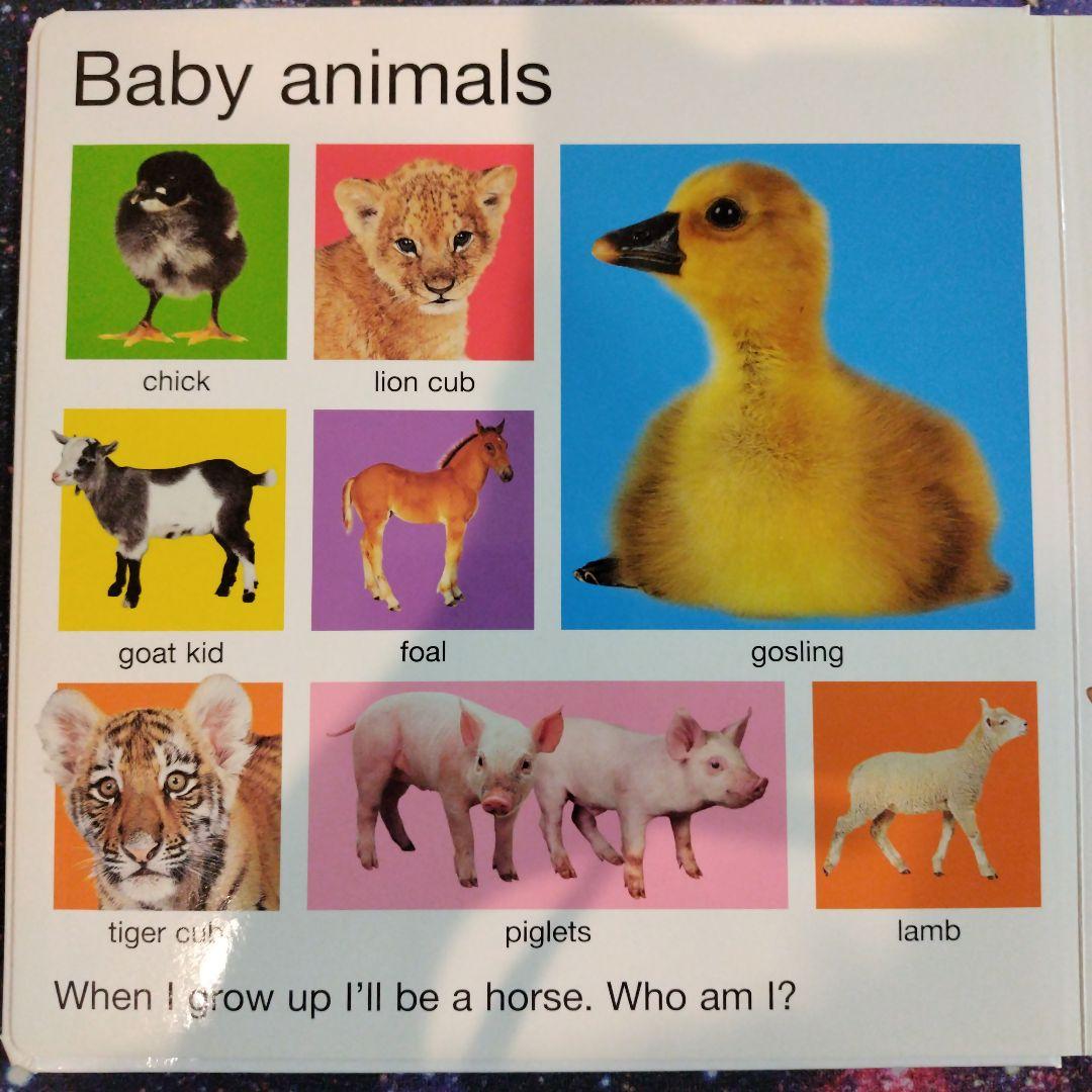 ☆商品確認用·在庫無し☆My big animal book　英語