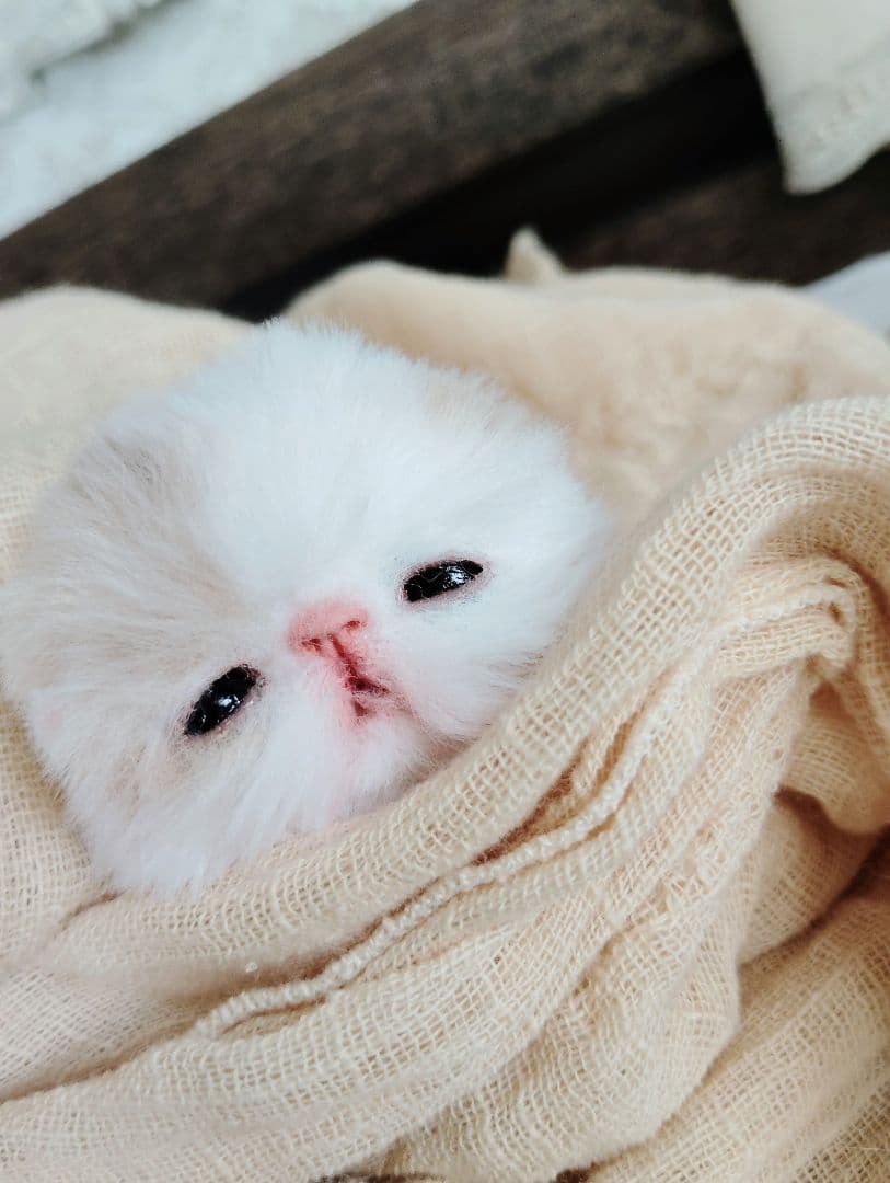 生後7日♡オメメ開いたよ♡エキゾ子猫♡赤ちゃん♡アートドール♡ぬいぐるみ♡