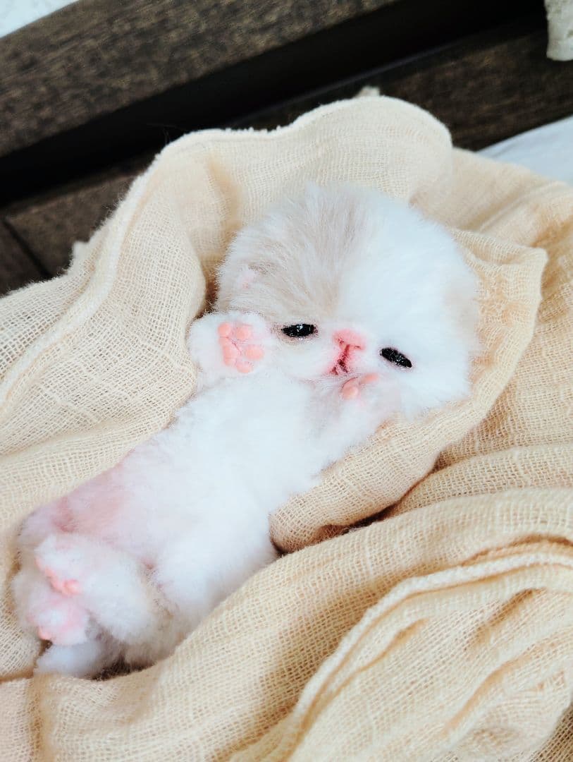 生後7日♡オメメ開いたよ♡エキゾ子猫♡赤ちゃん♡アートドール♡ぬいぐるみ♡