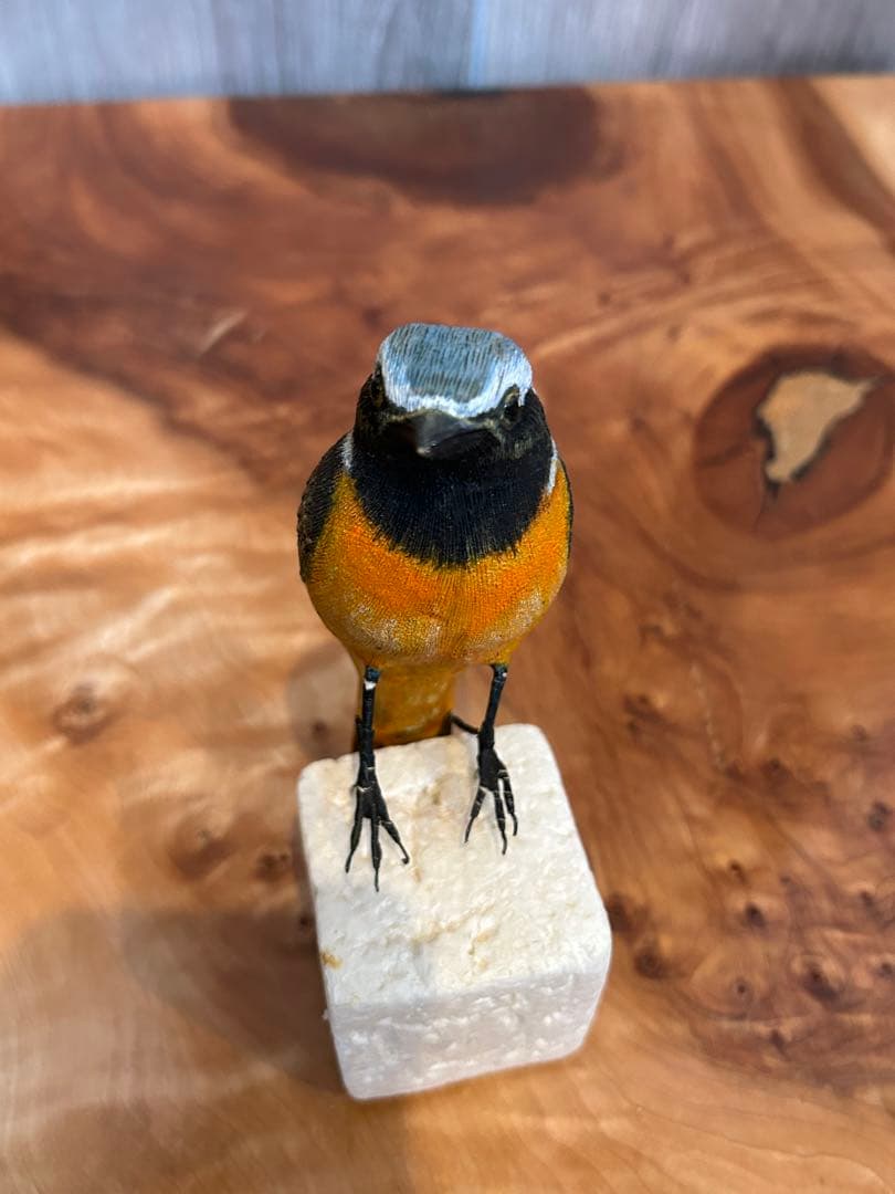 コーヒーヤロウ　ジョウビタキ（オス）　野鳥　ヤマガラ