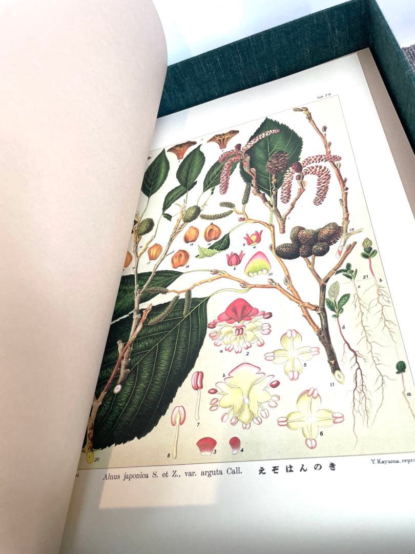 ●大型本 覆刻 北海道主要樹木図譜 宮部金吾・工藤祐舜著 須崎忠助画●