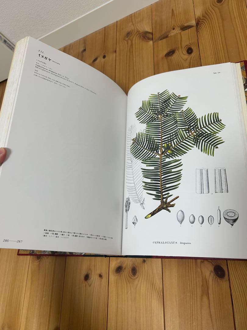 【完品希少】原色精密 日本植物図譜 シーボルト 講談社 複製画4枚付 1984年