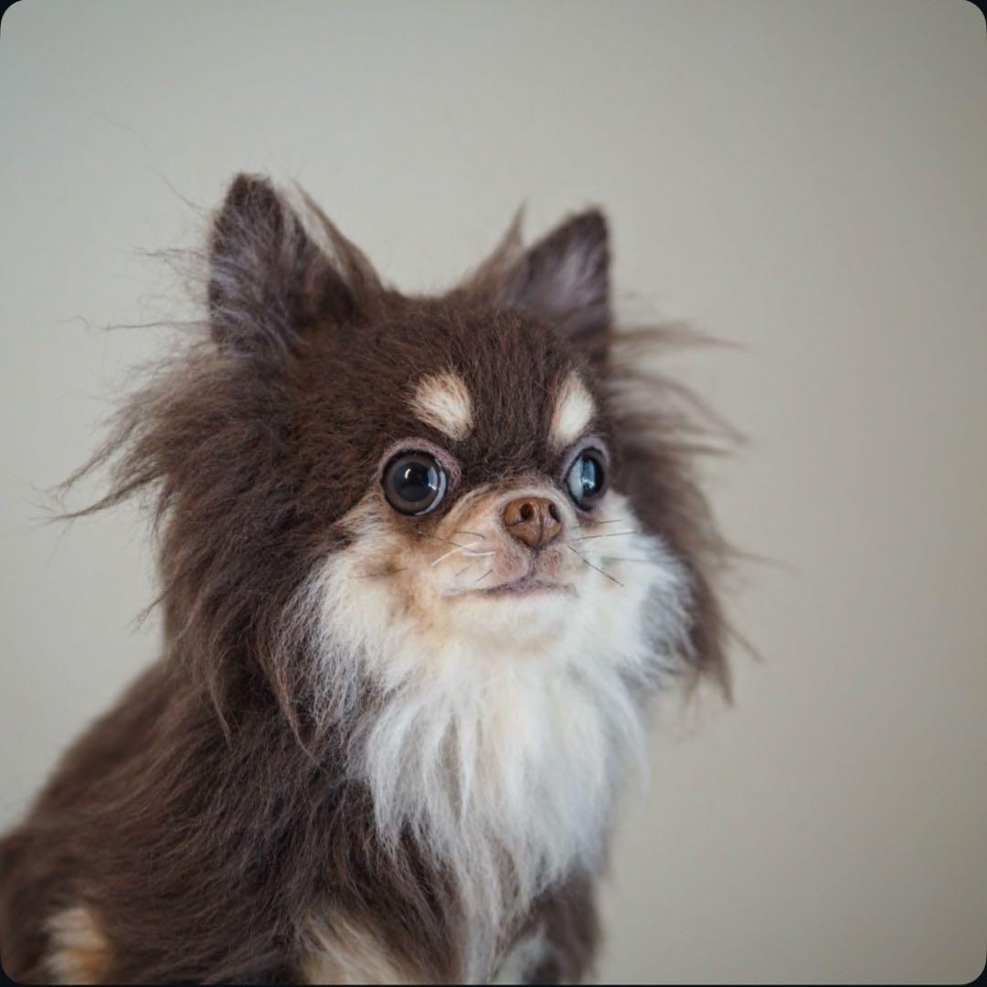 羊毛フェルト　チョコタンチワワ　やる気ないお座りポーズ　犬　チワワ　一点物