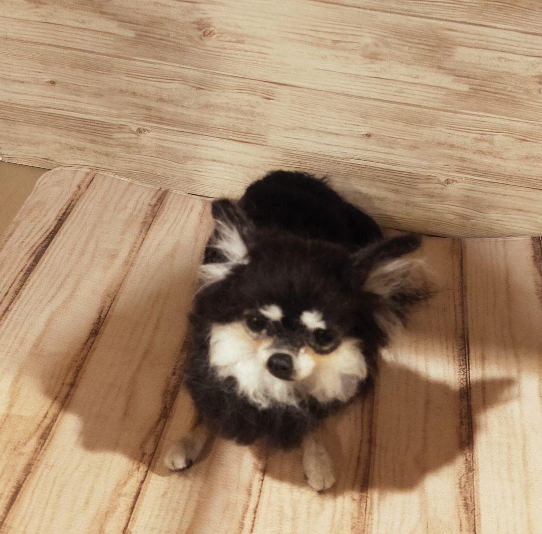 羊毛フェルト　ハンドメイド　犬　チワワ