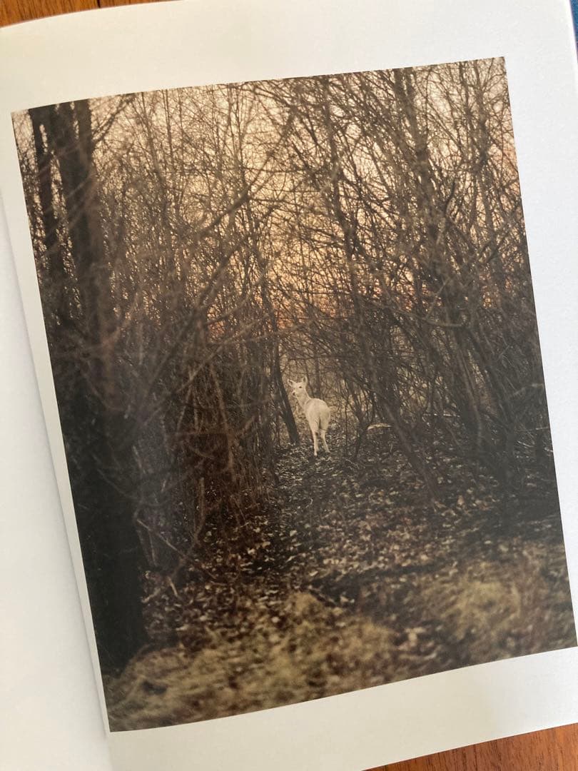 洋書 GREGORY HALPERN