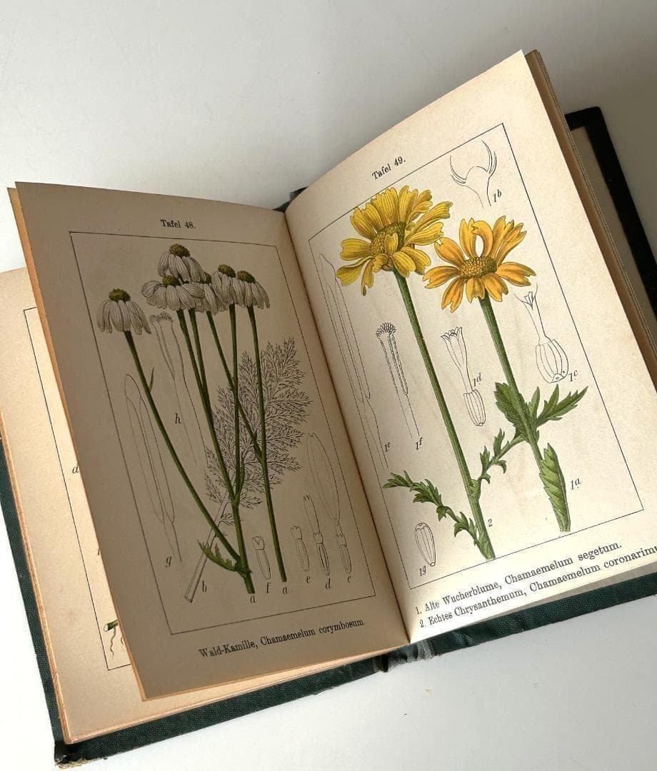 １９０５年　石版印刷　ボタニカル　植物解剖図　植物図鑑　アンティーク