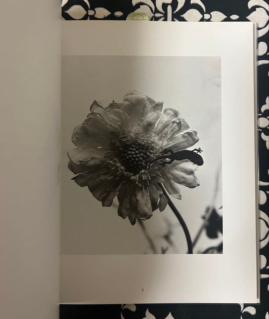 荒木経惟 (Araki Nobuyoshi)花陰 1996, レア