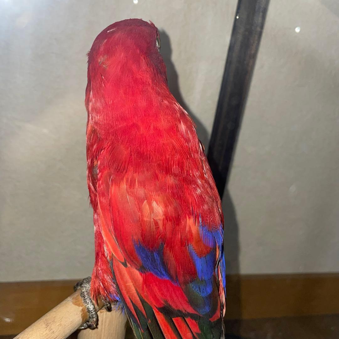 こんねこん12専用　【剥製】美しい赤色のヒインコ標本 ガラスケース付き