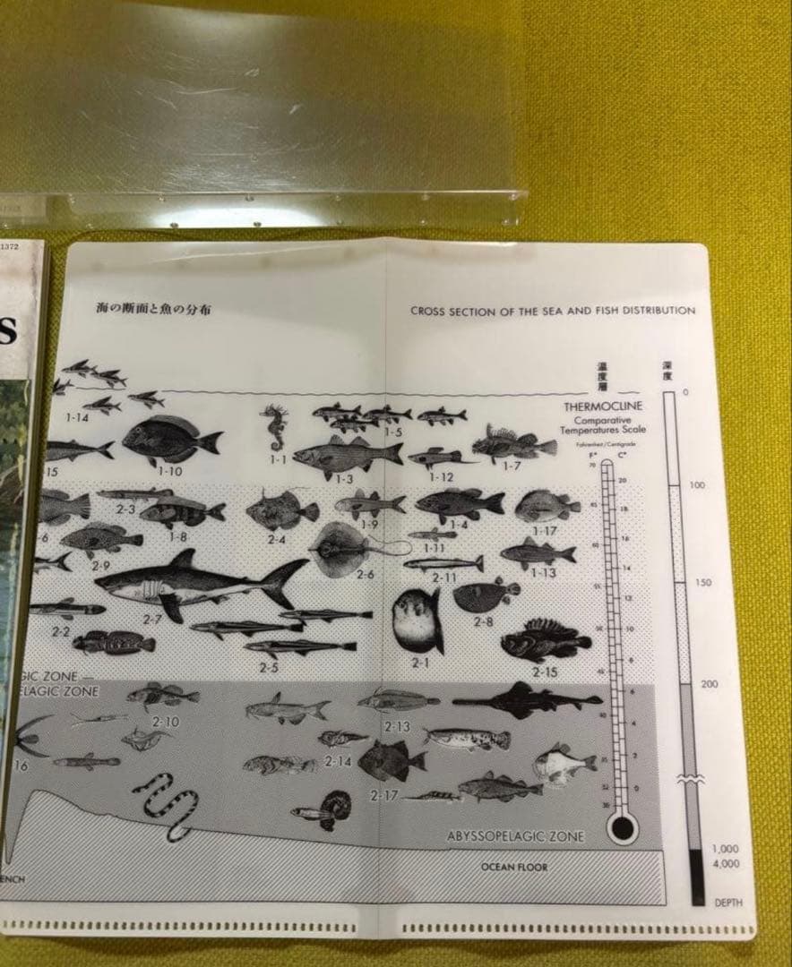 サカナクション　魚図鑑　2CD1DVD チケットホルダー付き