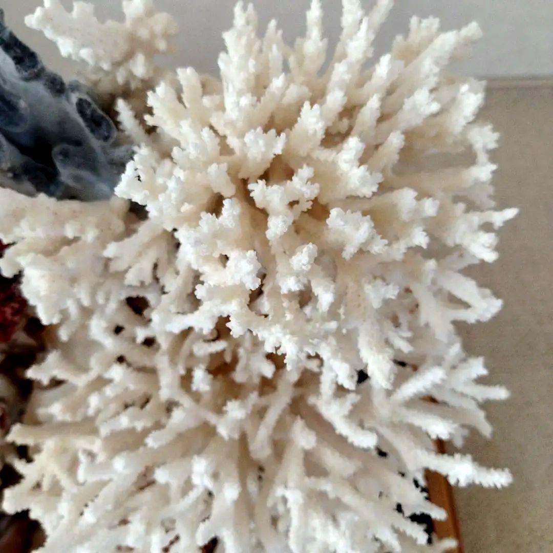 美品　珊瑚礁　置物　ガラスケース入り　特大　48cm