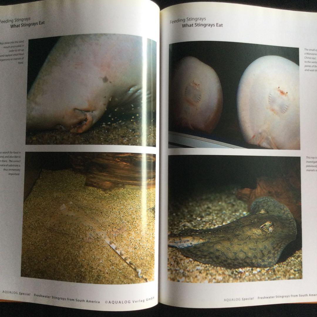 淡水エイ　魚　洋書　Aqualog 南アメリカ　南米　Ray 淡水魚　熱帯魚　魚