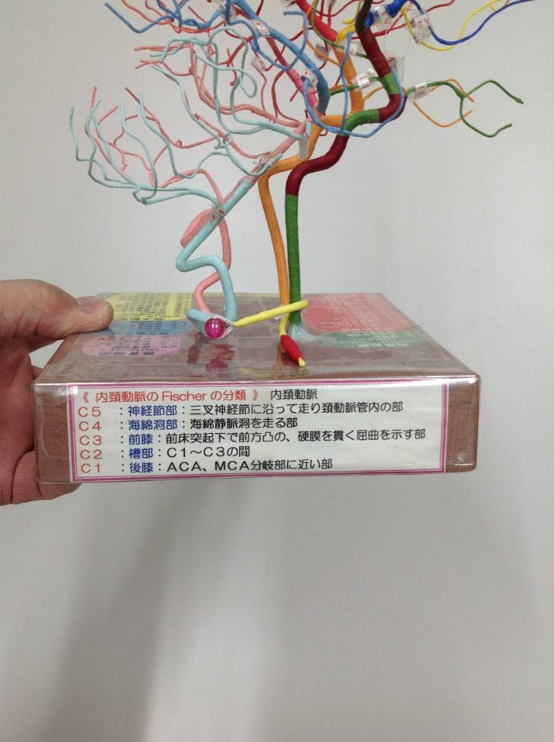 脳血管模型（模型を作れない必要な人のために）教育用 脳血管模型KAGAWAモデル