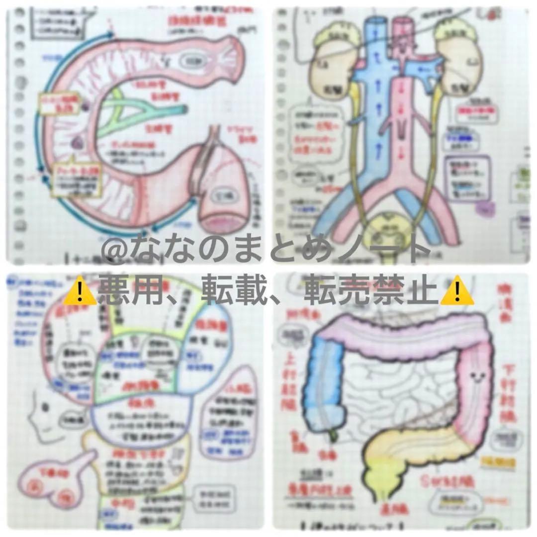 【A4サイズ】解剖生理+重要項目+頻出疾患まとめノート 3セット