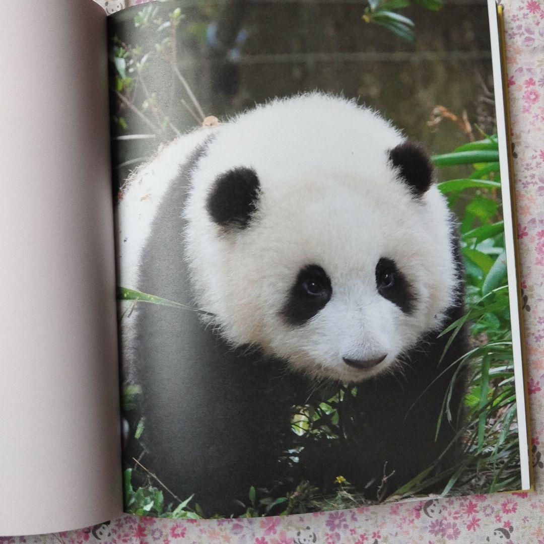 【レア品！新品•未使用品】和花ちゃん生誕5周年記念写真集「花花世界」