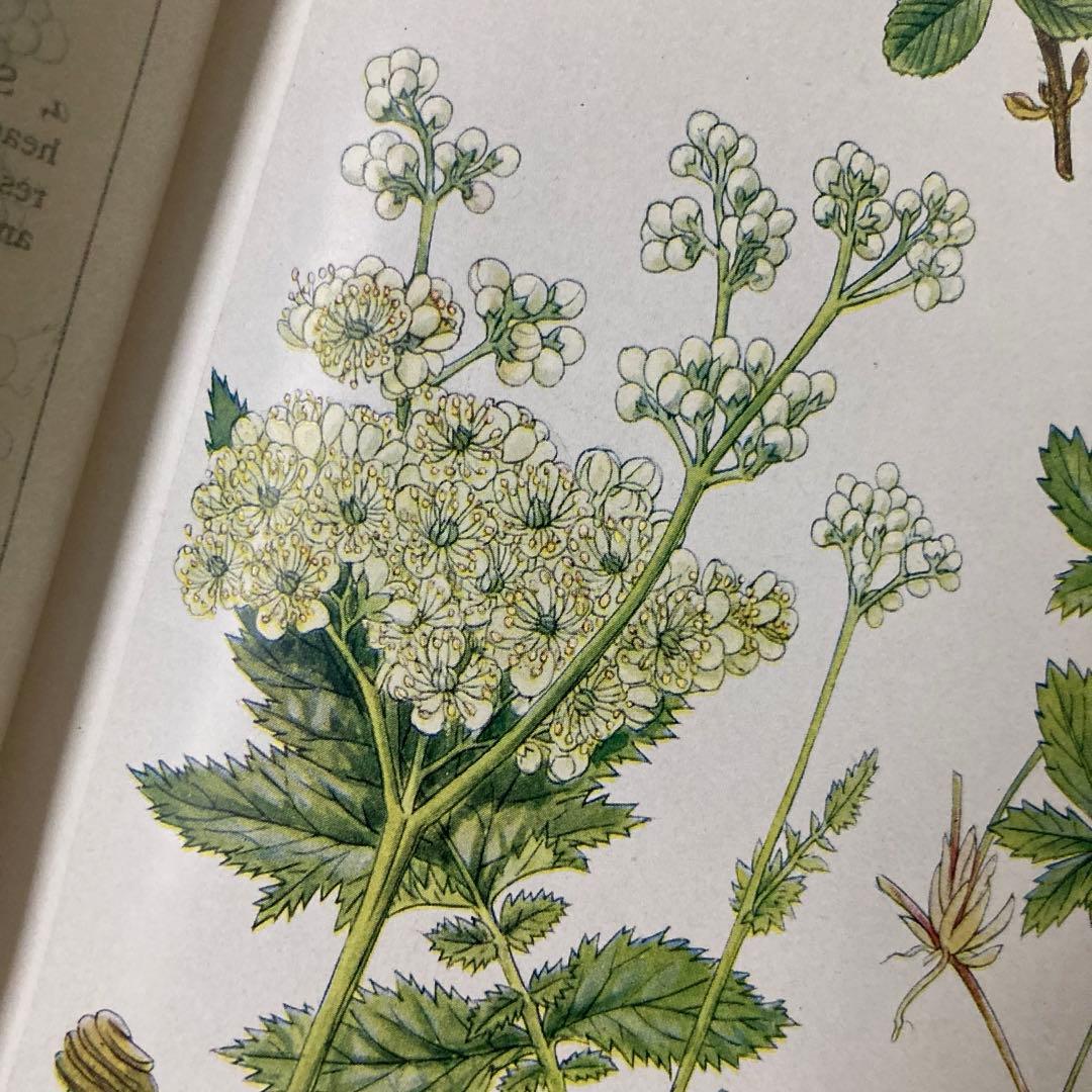 L735 1919年発行　大変希少なイギリスのアンティーク植物図鑑