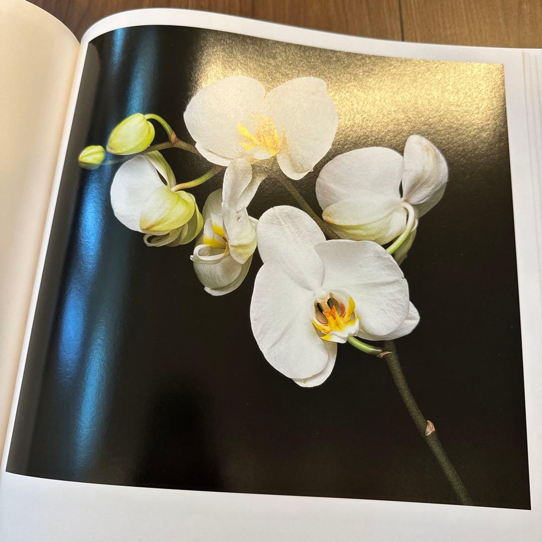 アート・デザイン・音楽 FLORA Mapplethorpe