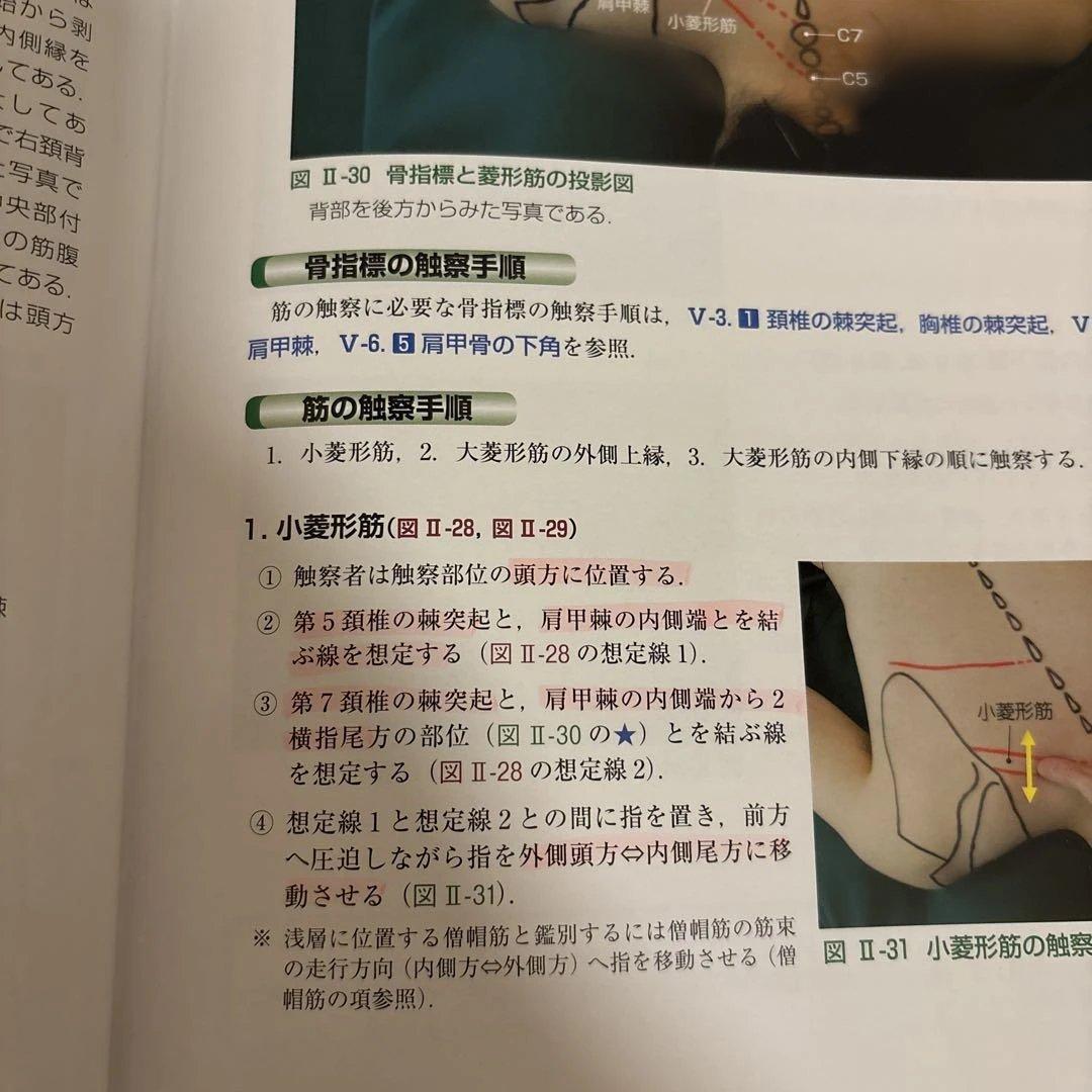 骨格筋の形と触察法