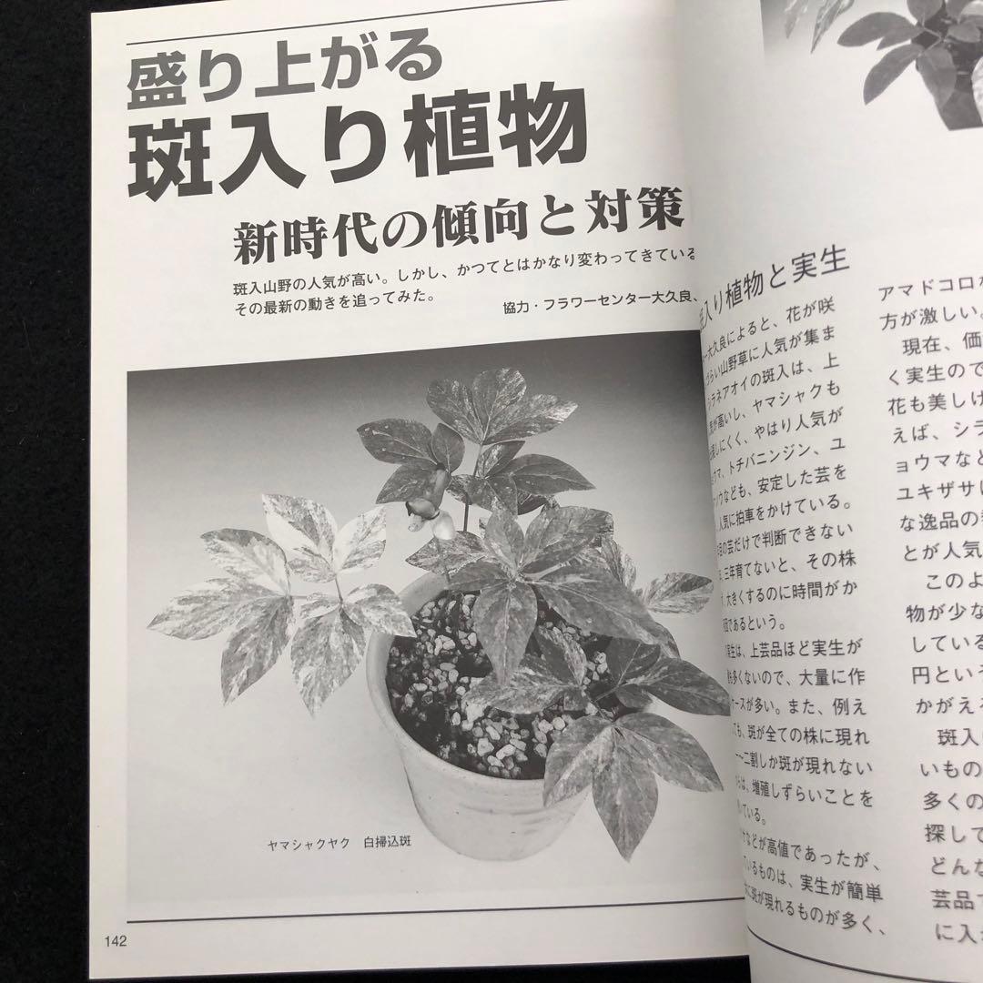 【絶版】「人気の斑入りカンアオイ・斑入り山野草 Vol.2」千早書房