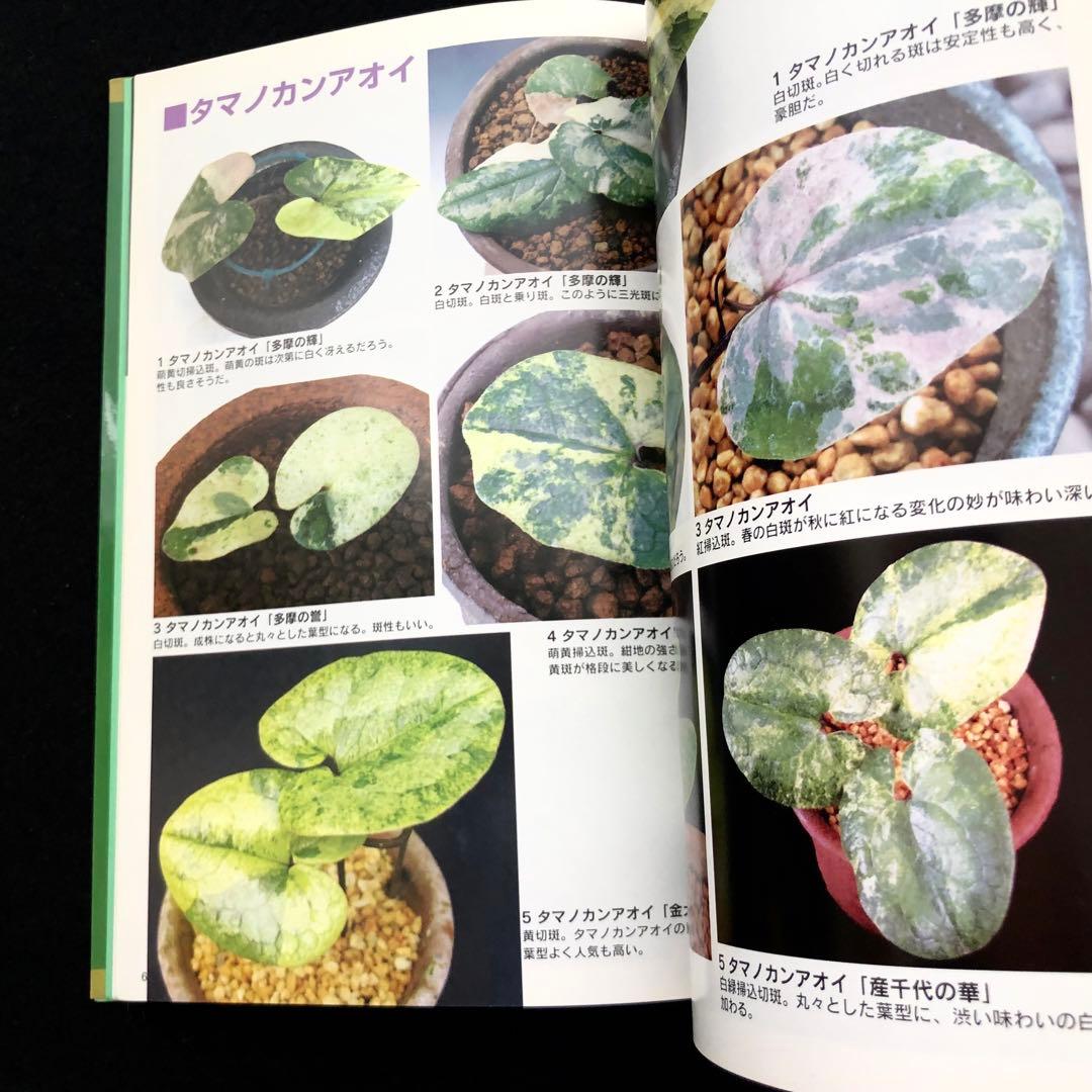 【絶版】「人気の斑入りカンアオイ・斑入り山野草 Vol.2」千早書房