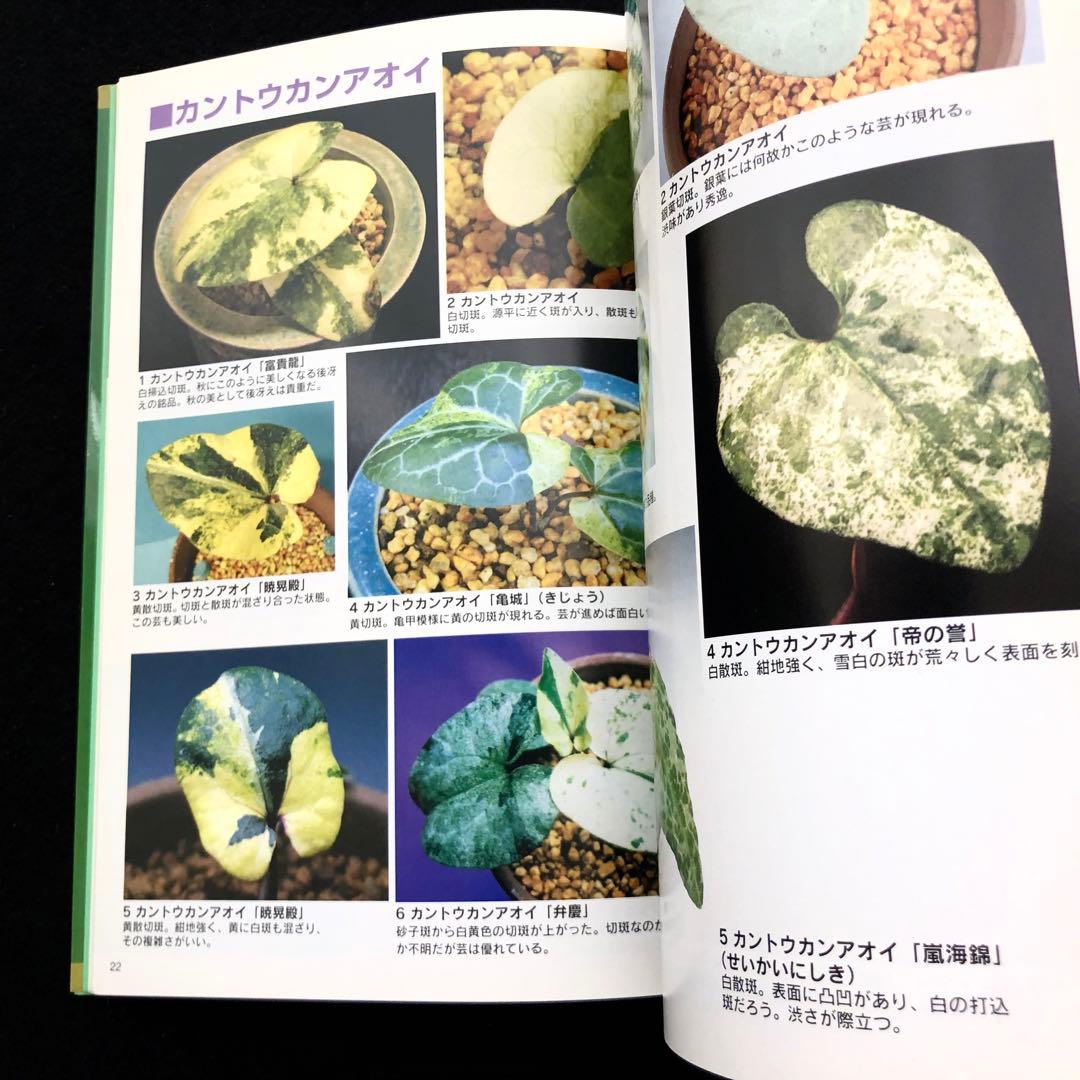 【絶版】「人気の斑入りカンアオイ・斑入り山野草 Vol.2」千早書房