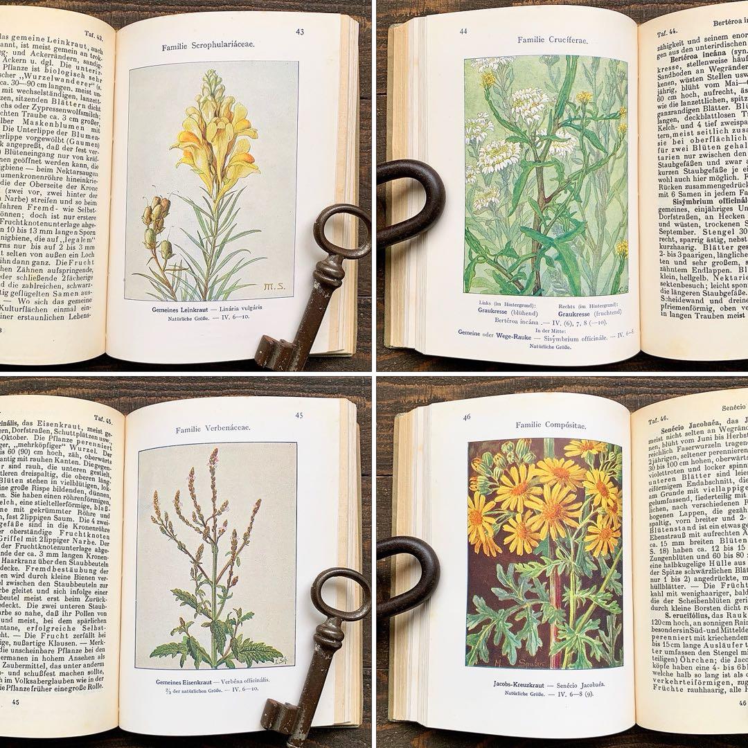 [1926年]ドイツの古い植物図鑑/植物画 ボタニカルアート アンティーク/