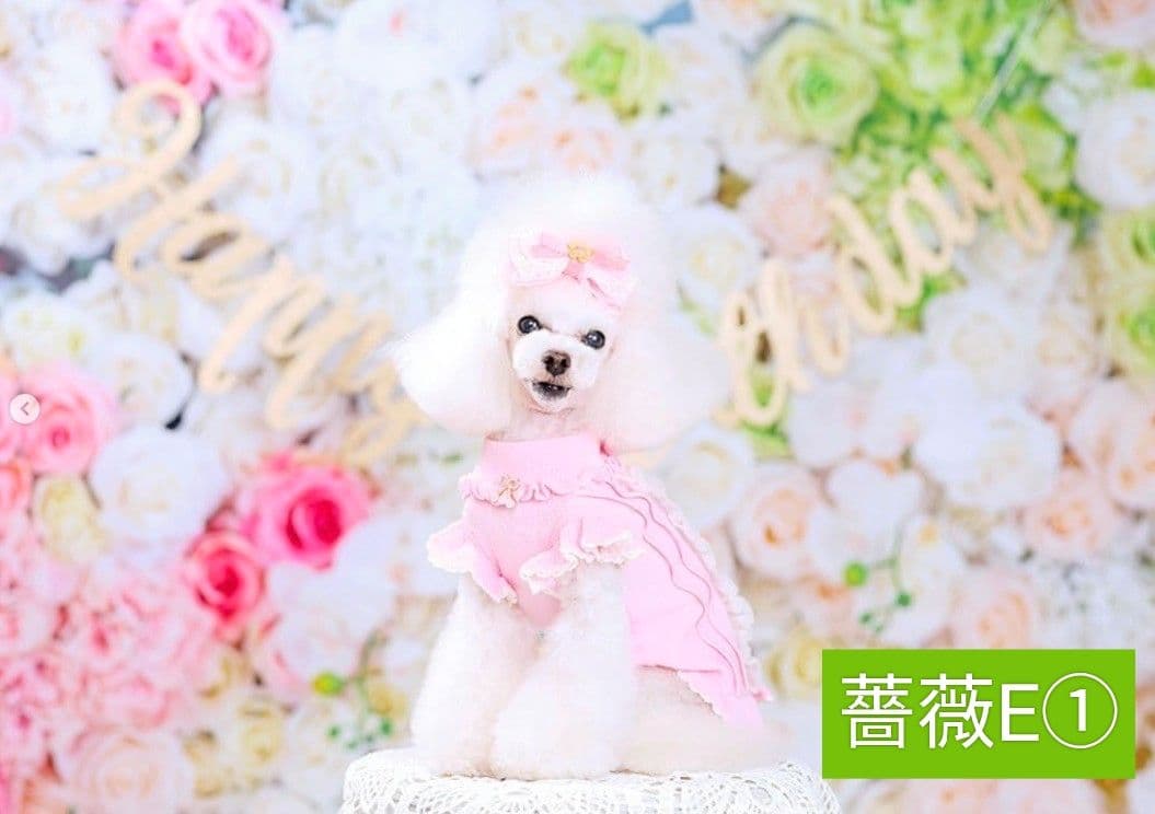 背景布　トリミングチョーカー　リボン　ペット撮影用フォトブース　桜　春