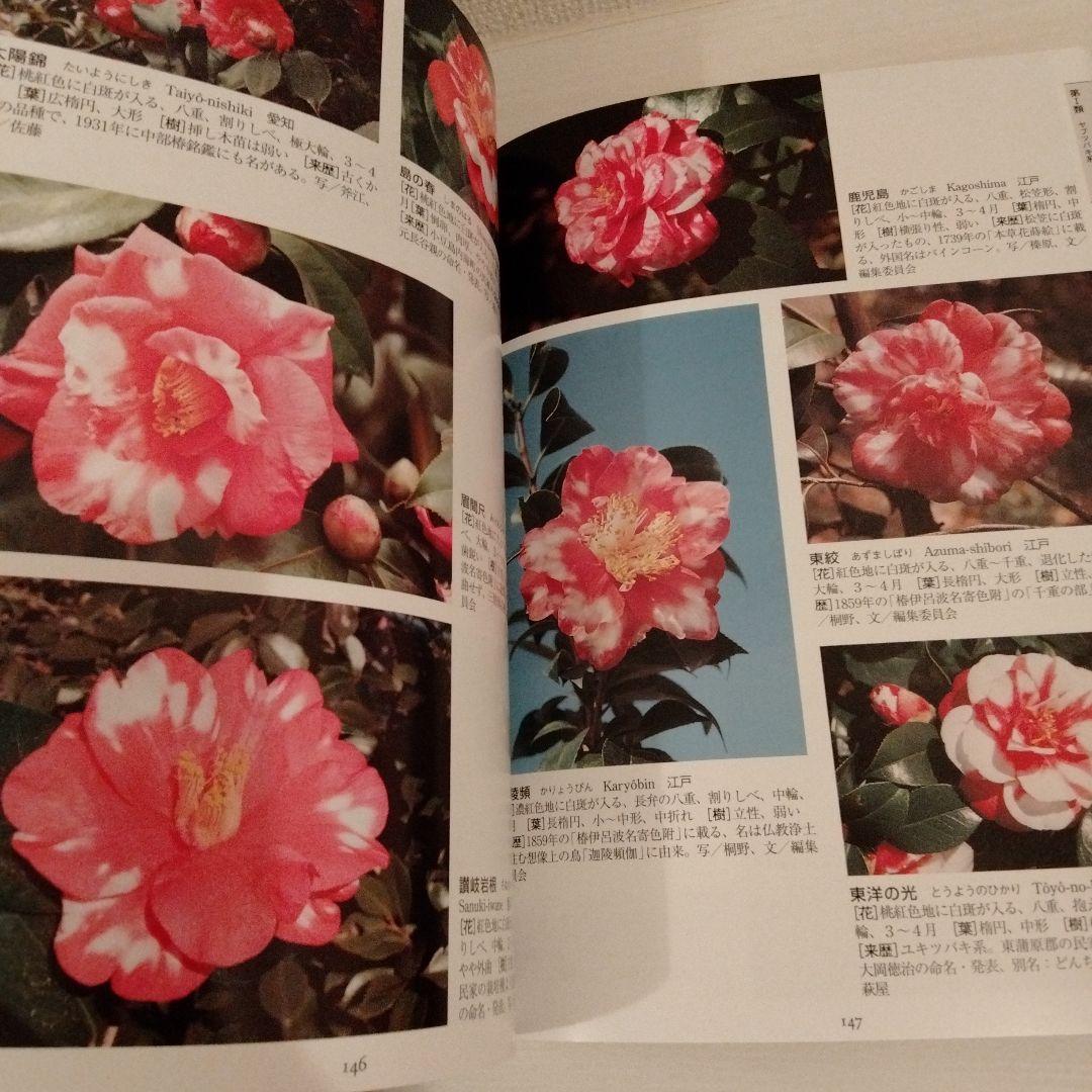 最新日本ツバキ図鑑　椿　サザンカ　貴重