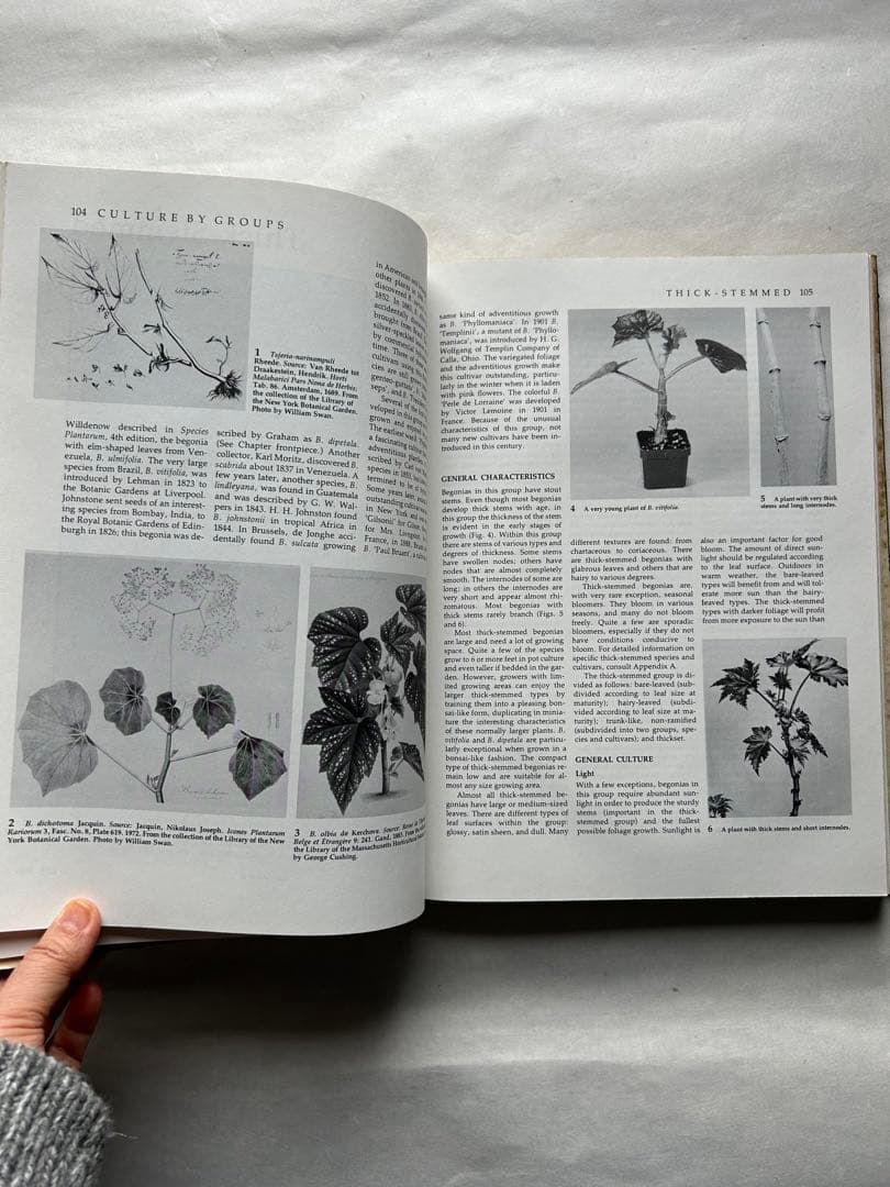 洋書 Begonias: The complete reference guide