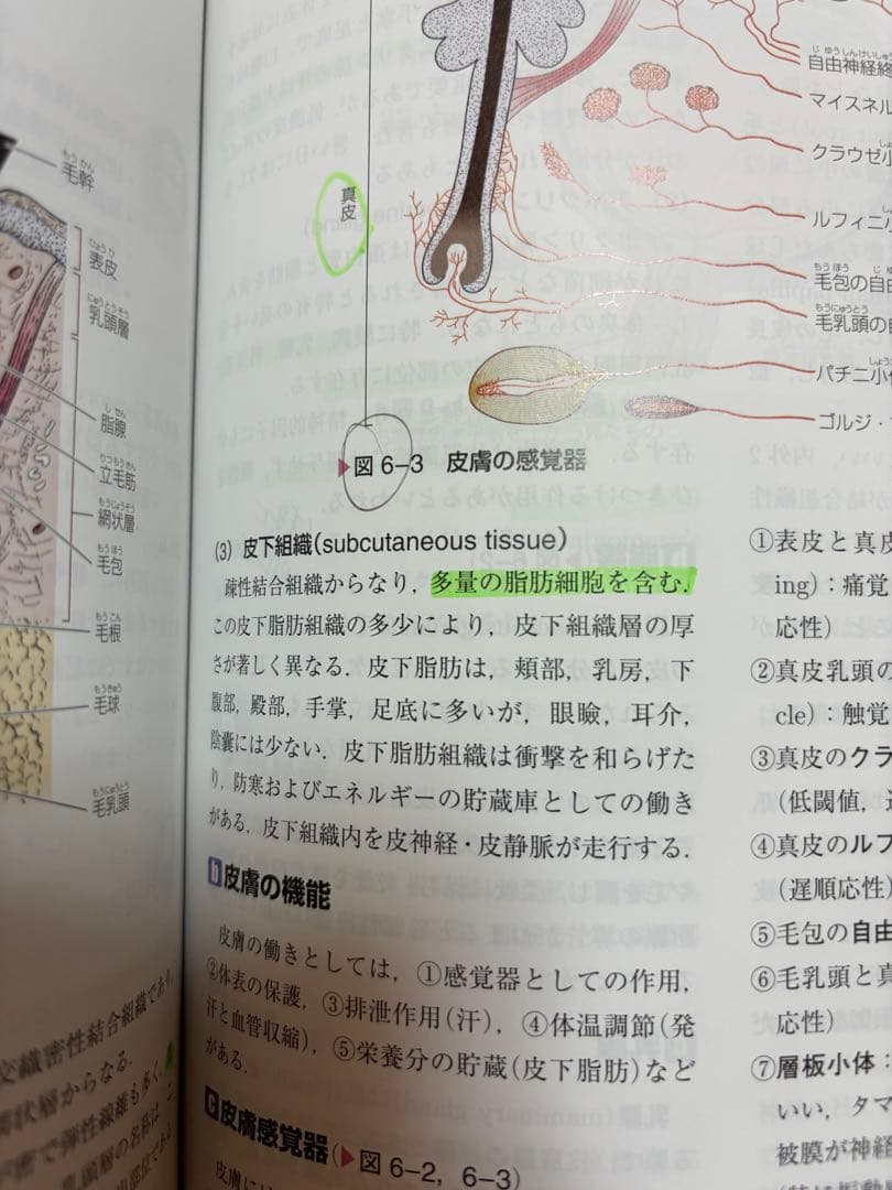 解剖学 第5版